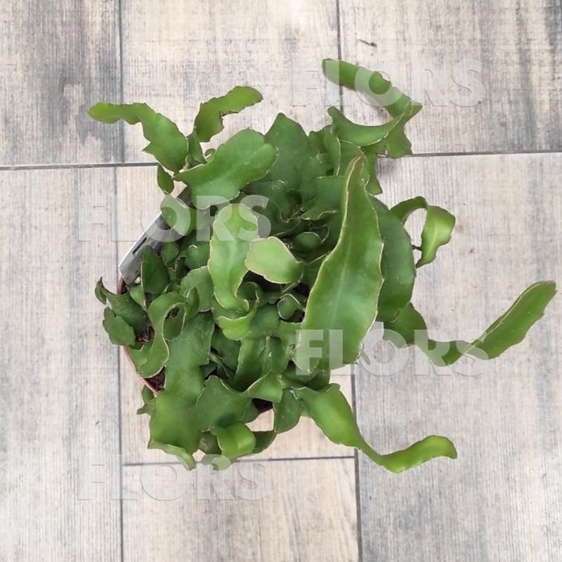 Эпифиллум Гватемальский Монстроза