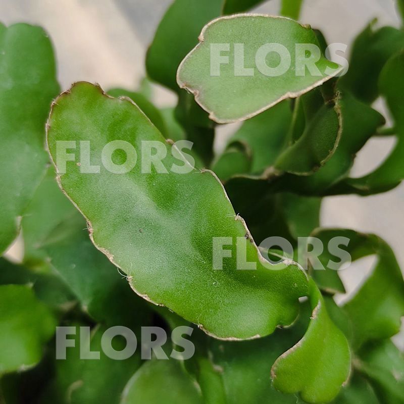 Эпифиллум Гватемальский Монстроза