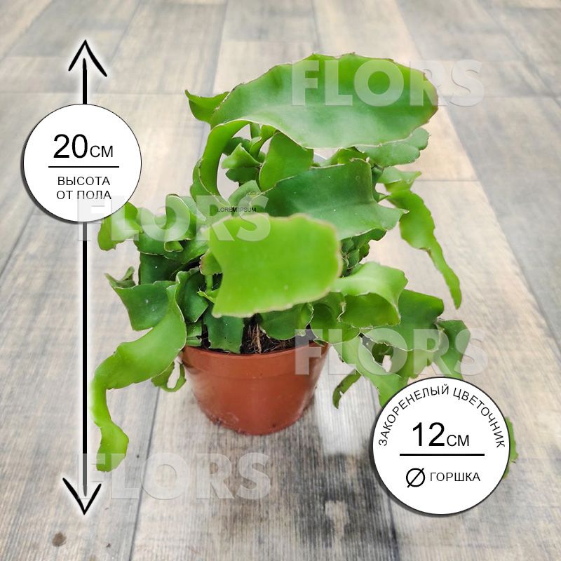 Эпифиллум Гватемальский Монстроза