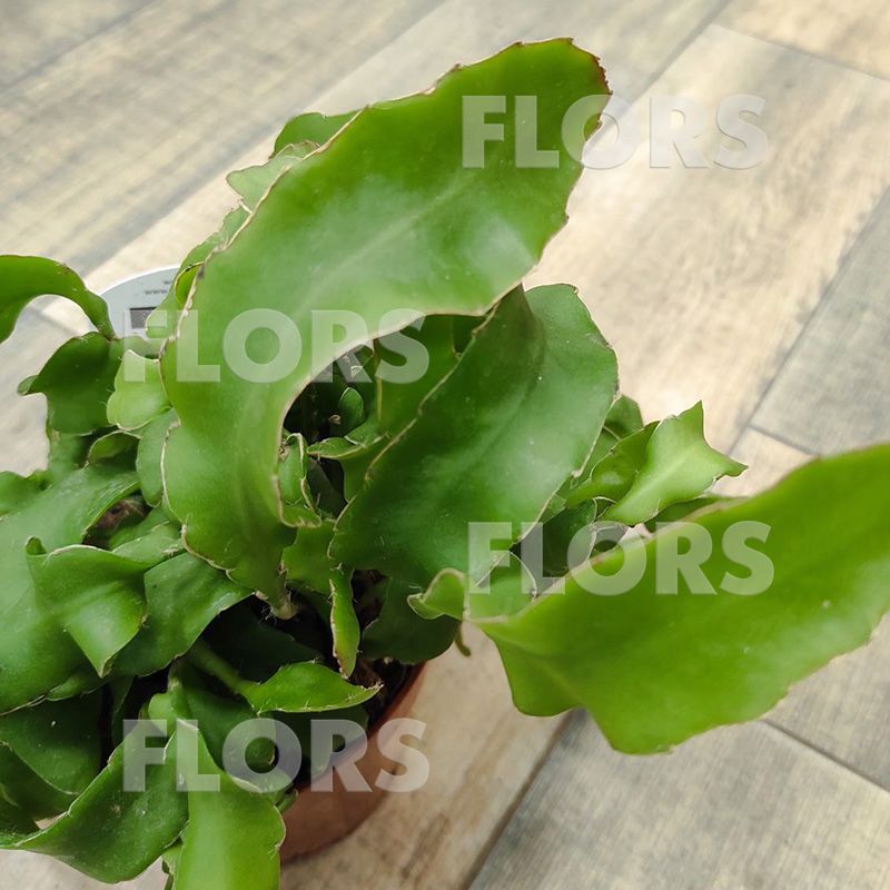 Эпифиллум Гватемальский Монстроза