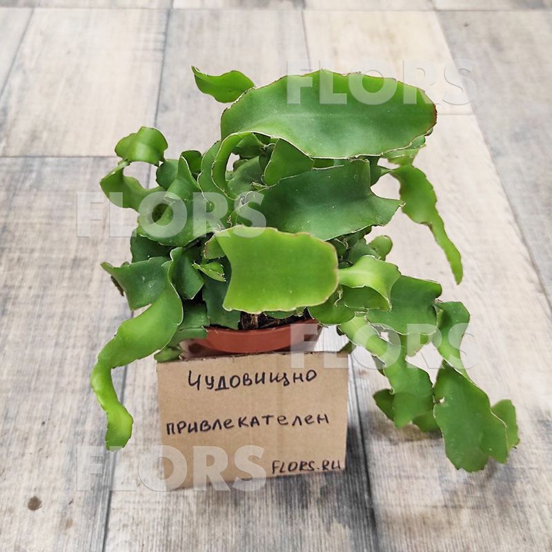 Эпифиллум Гватемальский Монстроза