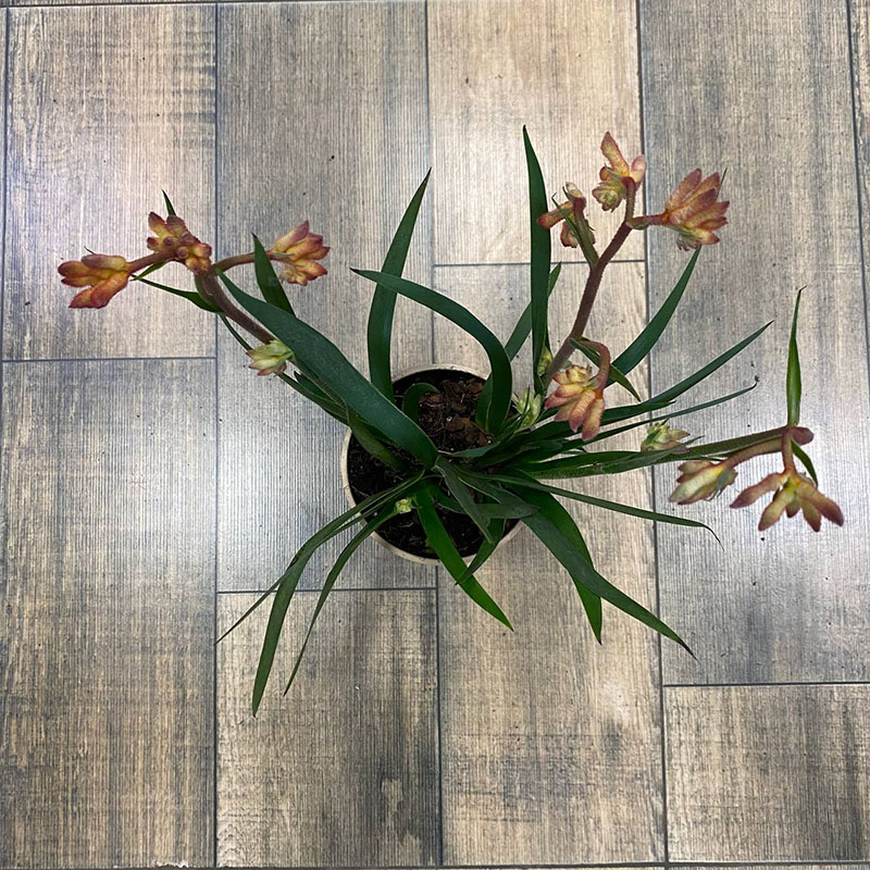 Анигозантос Бьюти