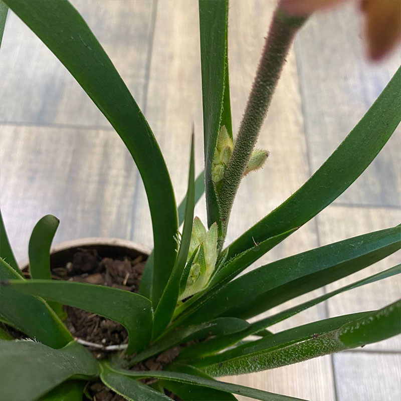 Анигозантос Бьюти