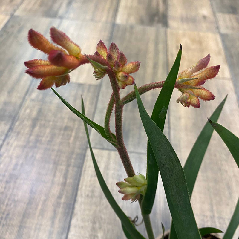 Анигозантос Бьюти