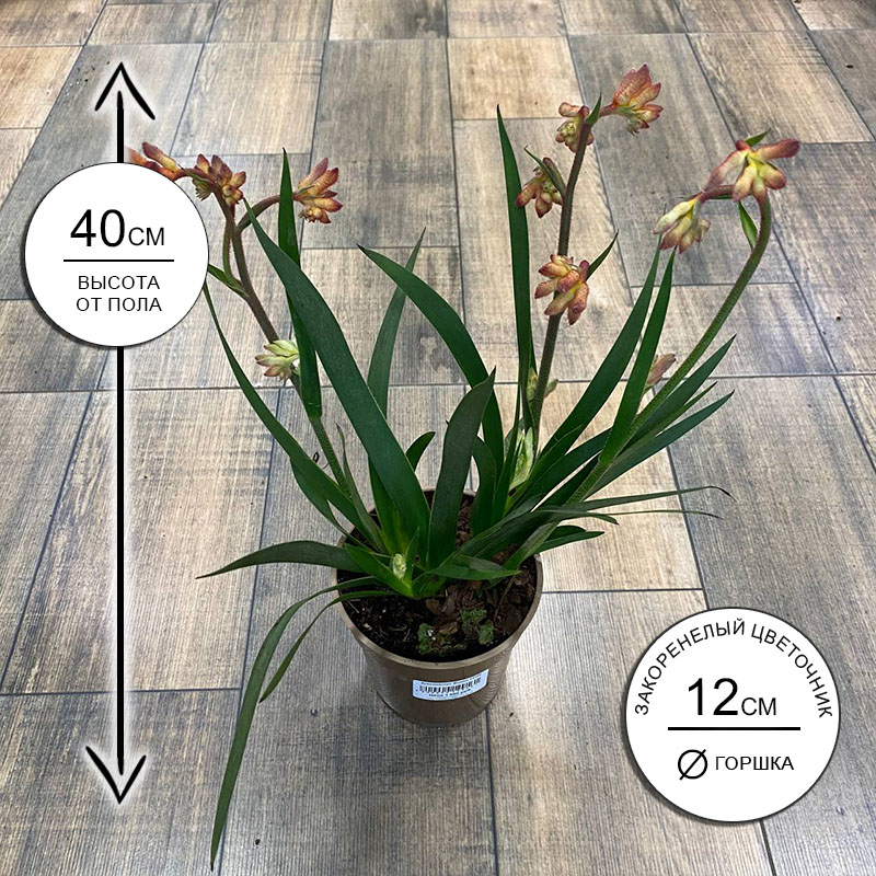 Анигозантос Бьюти