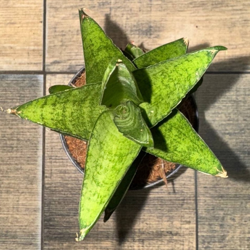 Сансевиерия Старшутер