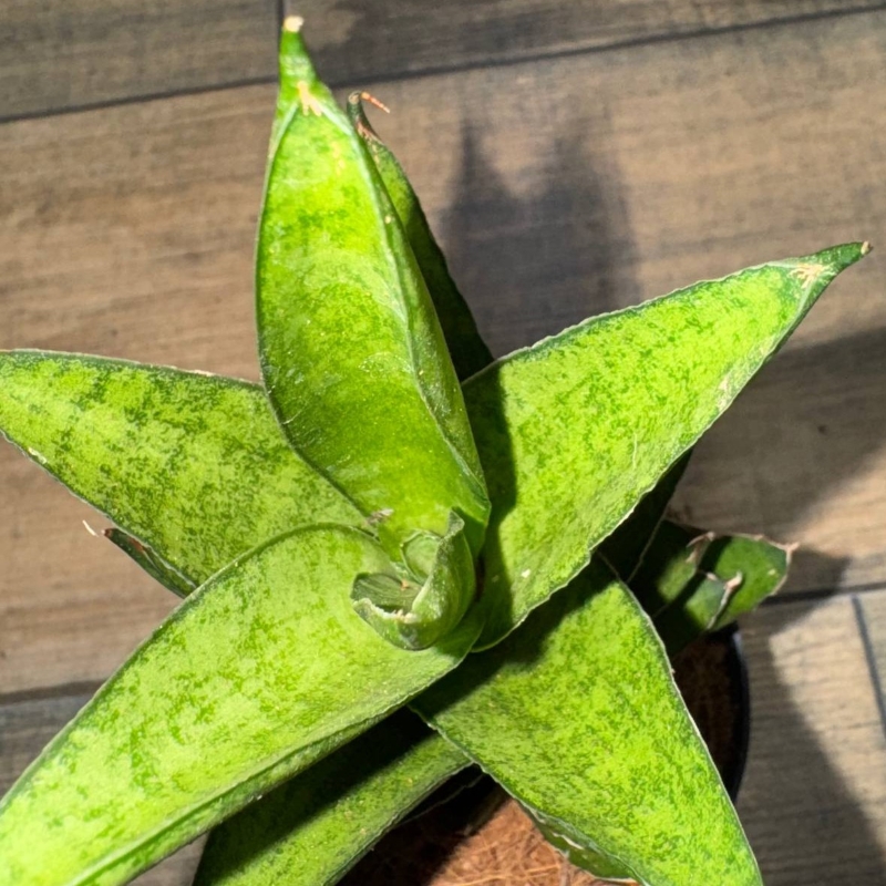 Сансевиерия Старшутер