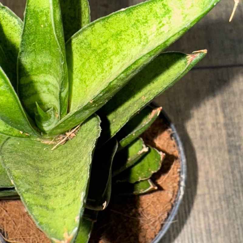 Сансевиерия Старшутер