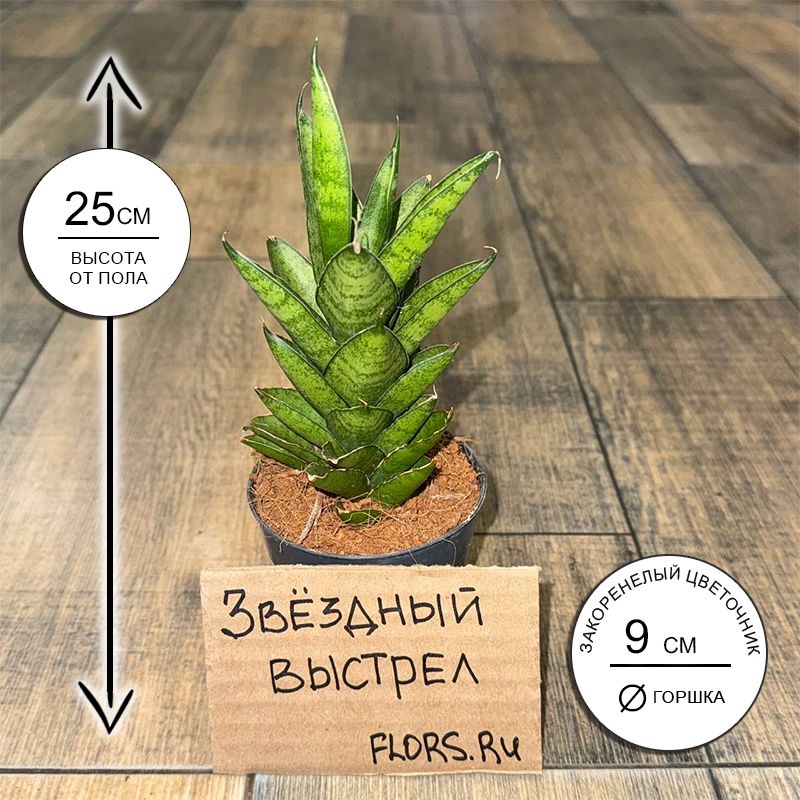 Сансевиерия Старшутер