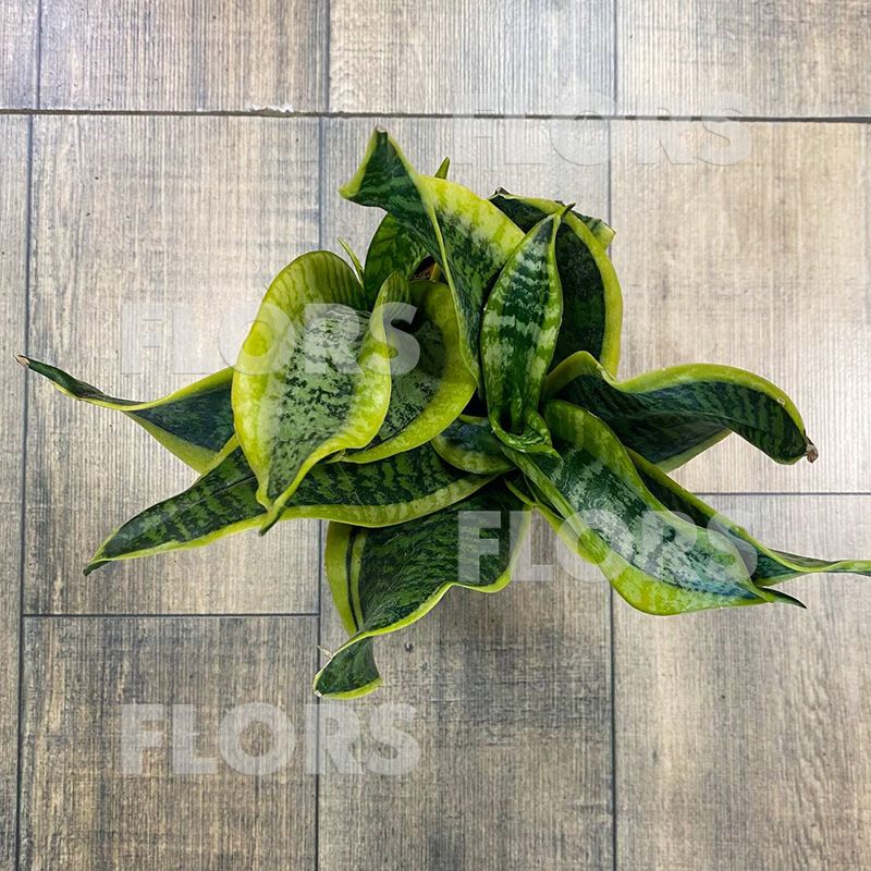 Сансевиерия Дракон Тонге