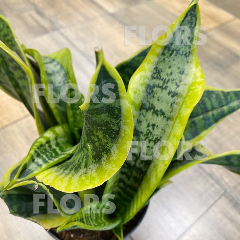 Сансевиерия Дракон Тонге