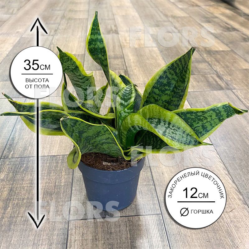 Сансевиерия Дракон Тонге