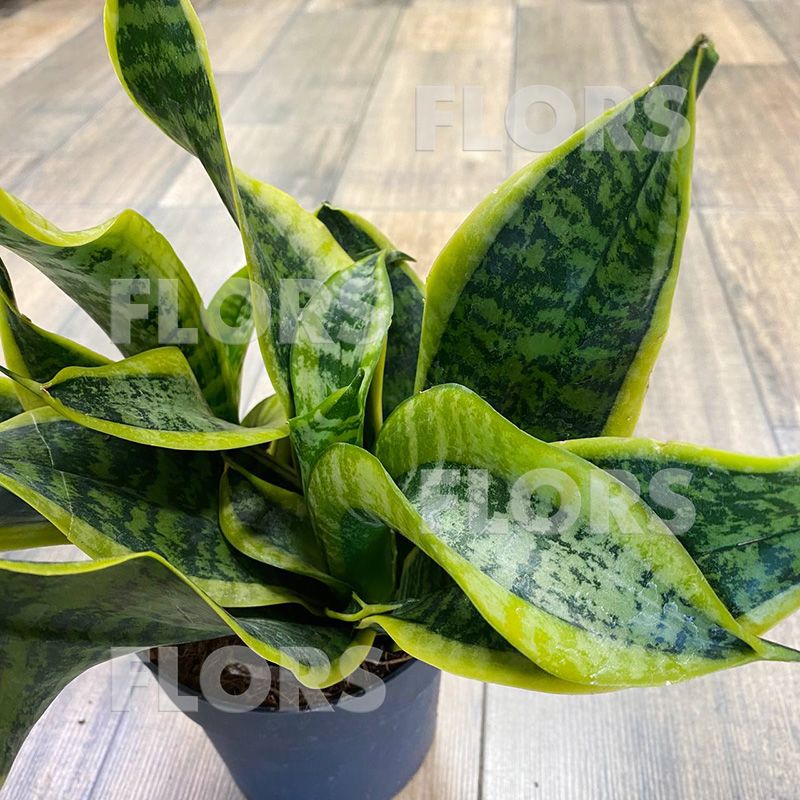Сансевиерия Дракон Тонге