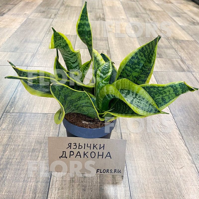 Сансевиерия Дракон Тонге