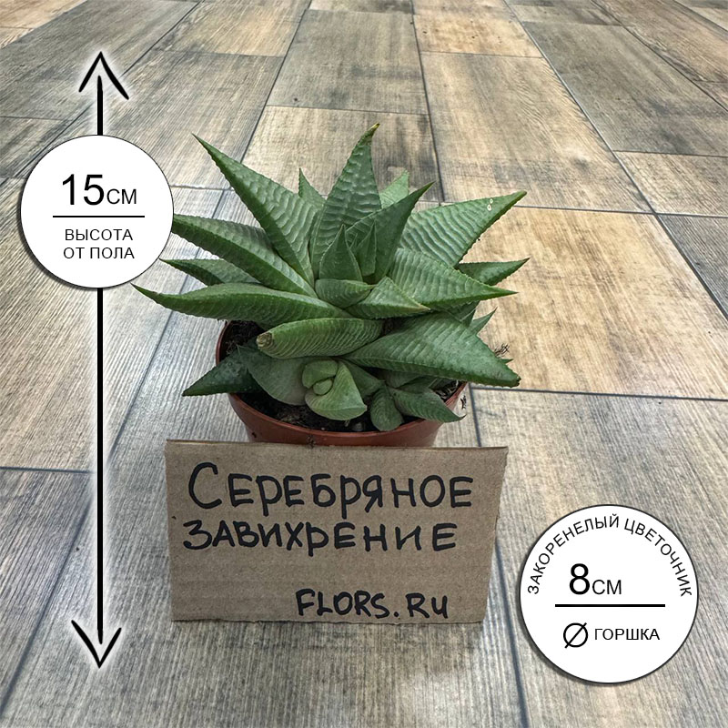Суккулент Хавортия Лимифолия Рукс