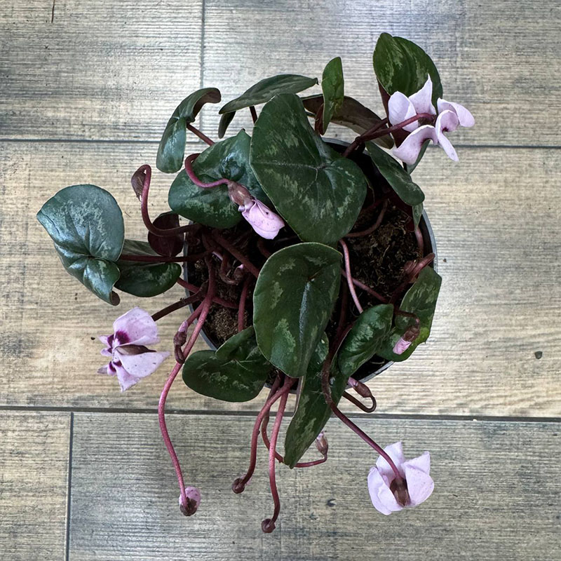 Цикламен кавказский бело-фиолетовый