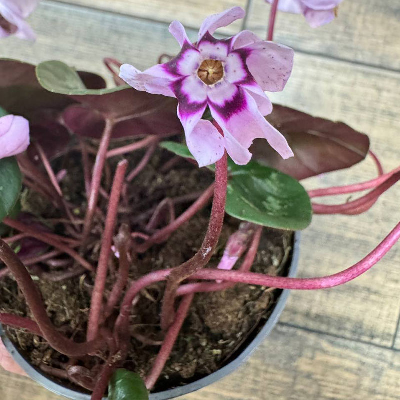 Цикламен кавказский бело-фиолетовый