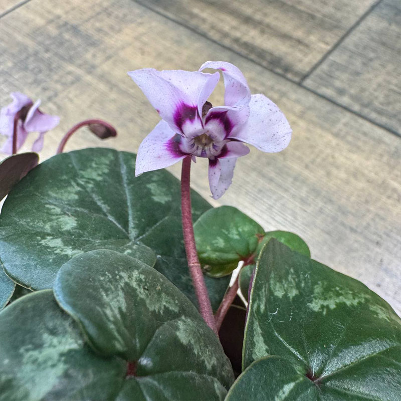 Цикламен кавказский бело-фиолетовый