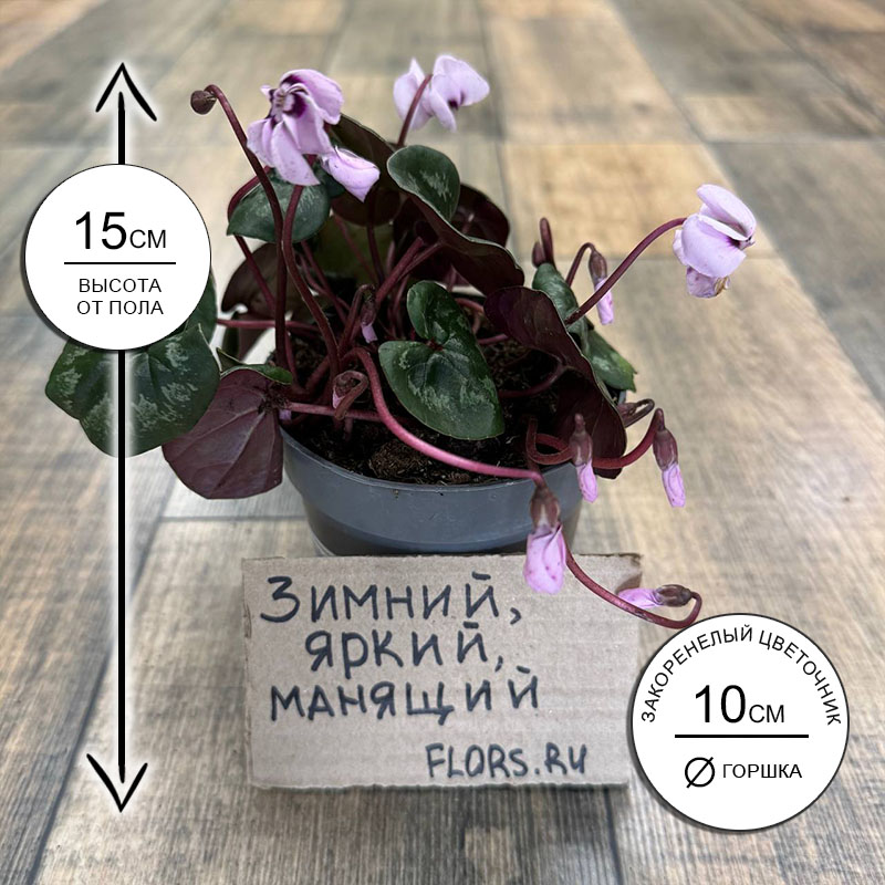 Цикламен кавказский бело-фиолетовый