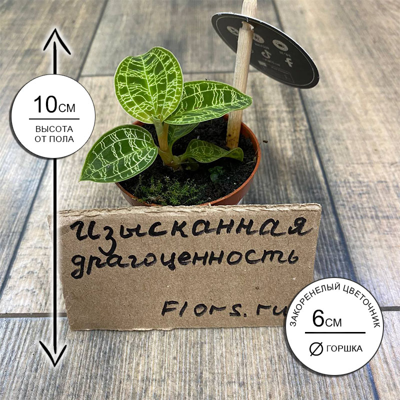 Орхидея драгоценная Макодес Петола