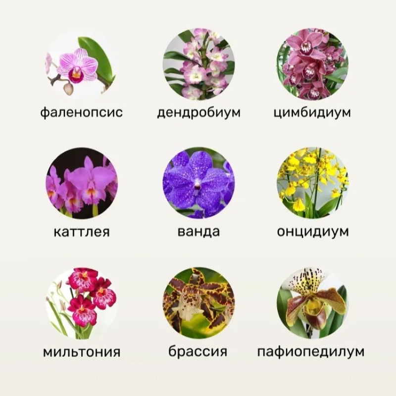 Удобрение Биомолекулы СПРЕЙ для орхидей 500мл