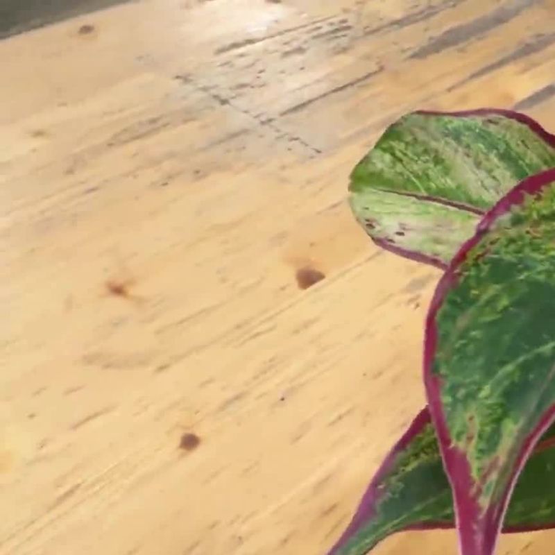 Аглаонема Ред Файэр