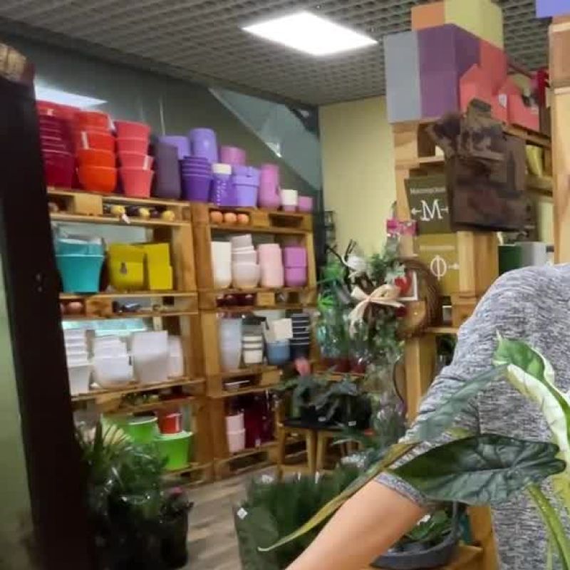 Алоказия Дракон Скейл