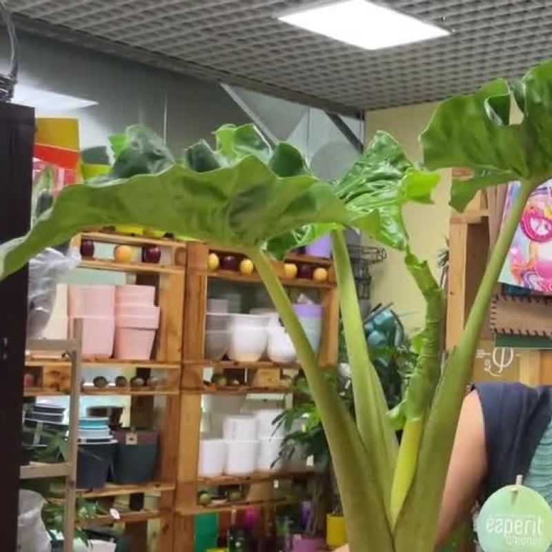 Алоказия Лоу Райдер