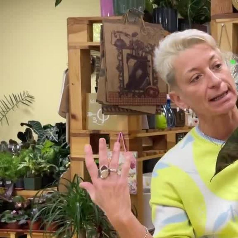 Алоказия Пинк Дракон