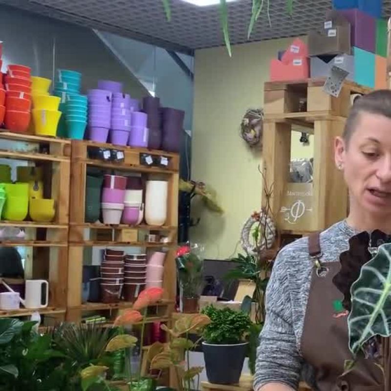 Алоказия Полли