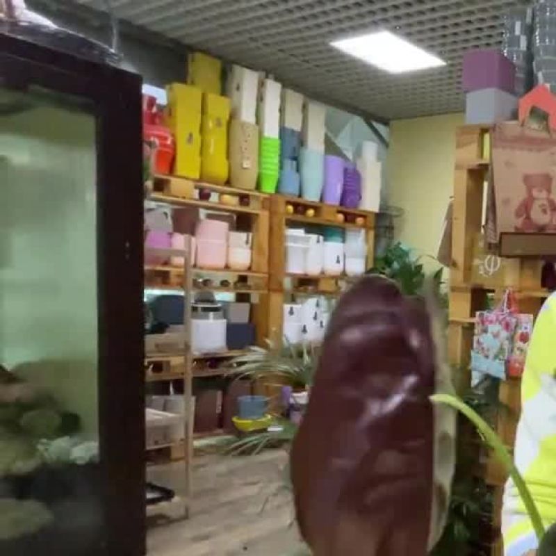 Алоказия Ред Секрет