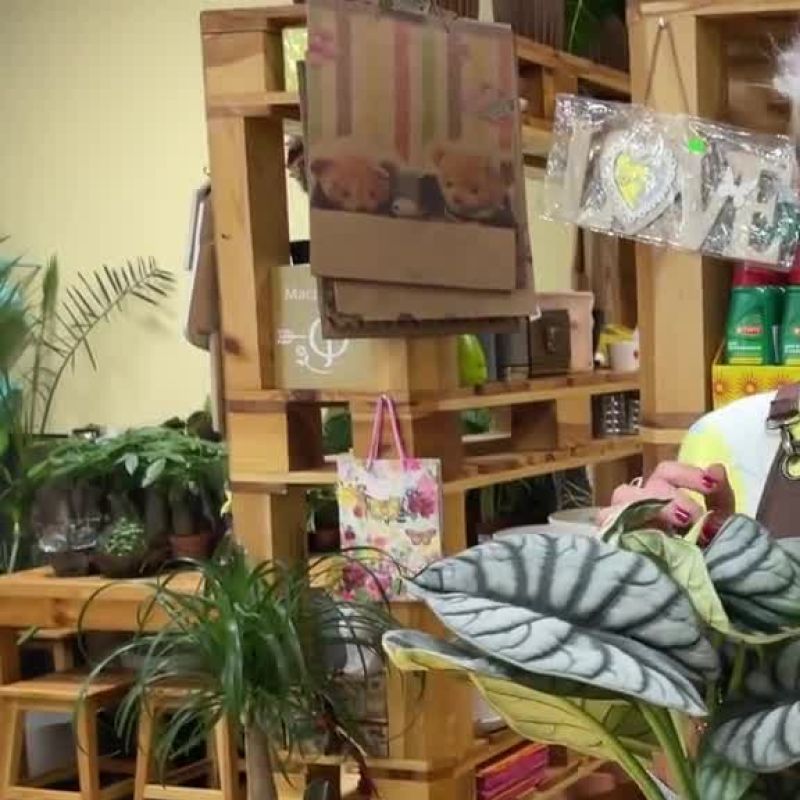 Алоказия Сильвер Дракон