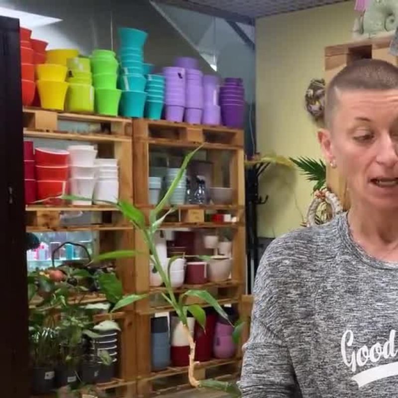 Драцена Лаки бамбук спираль