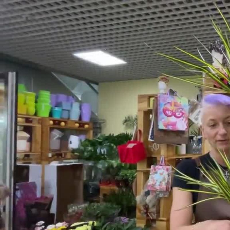 Драцена Маргината Санрэй 2ств.