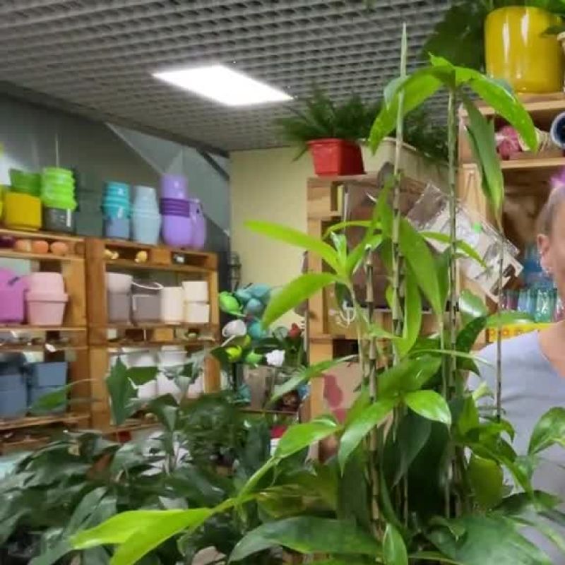 Драцена Суркулоза