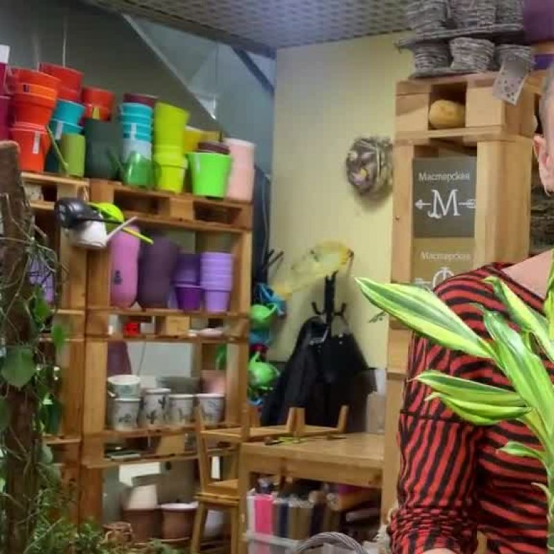 Драцена Йеллоу Коаст 1ств.