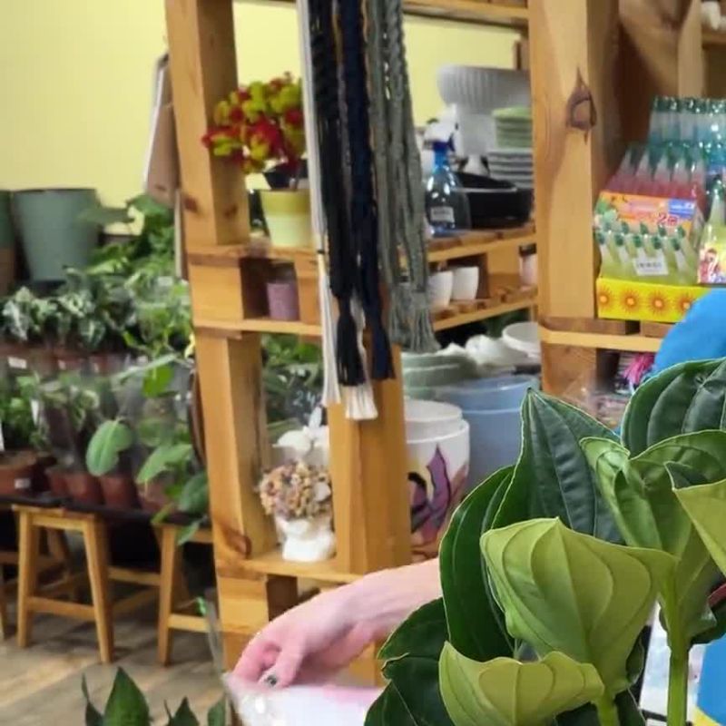 Мединила Фламенко