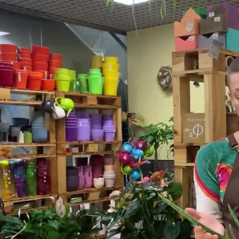 Суккулент Алоэ Вера