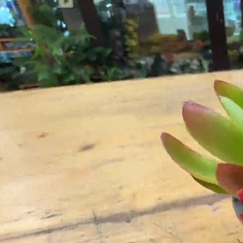 Суккулент Крассула Он Файер